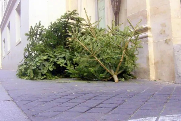 2012-01-18-Christmastree