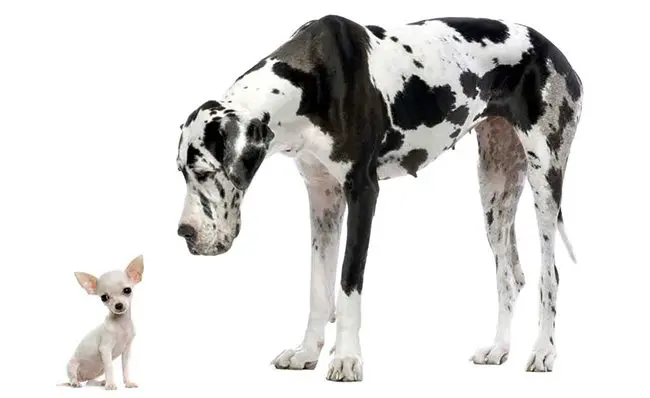 great-dane-and-small-chihuahua