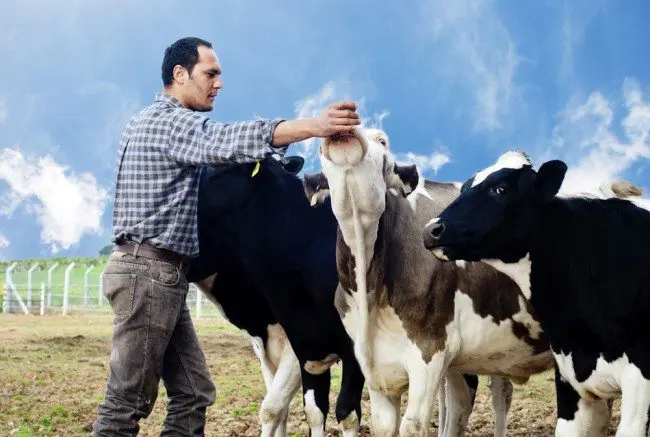 dairy