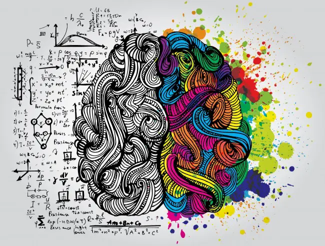 The brain