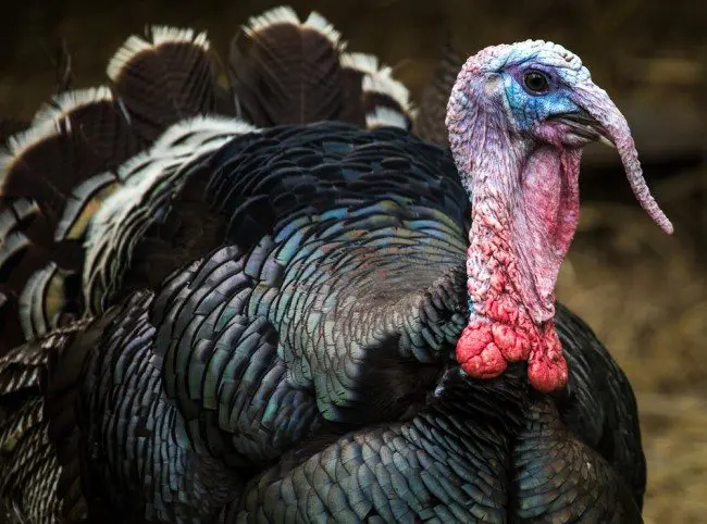 christmas turkey or tax