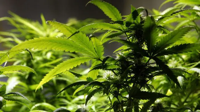 Ban Introduced On Smoking Marijuana In Public Areas