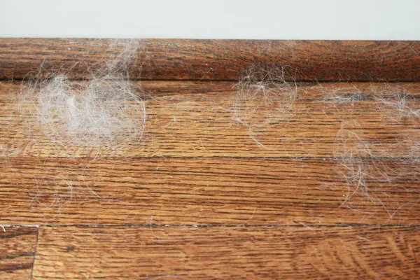 best-pet-hair-vacuum-dog-hair-on-hardwood-floors