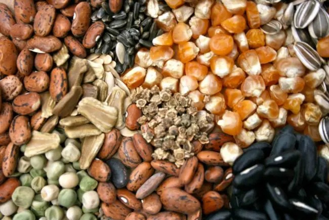 seed