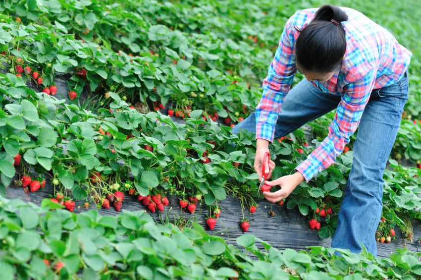 farmers picking