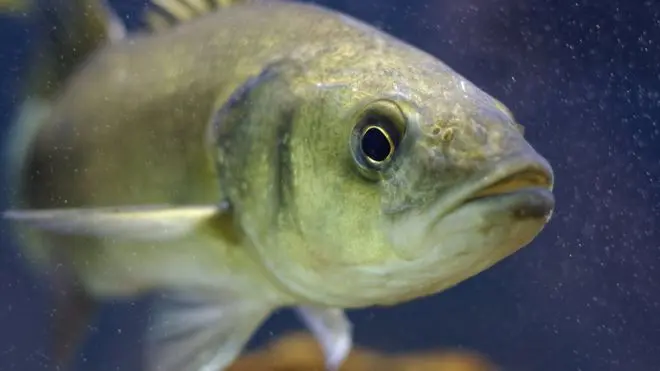 _102653149_fish4