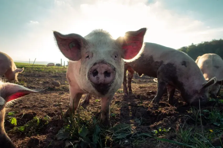 pig farmers