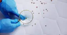 London’s business community is facing a new and costly challenge. A recent surge in bed bug infestations has created significant headaches for landlords, property managers and small business owners across the capital.