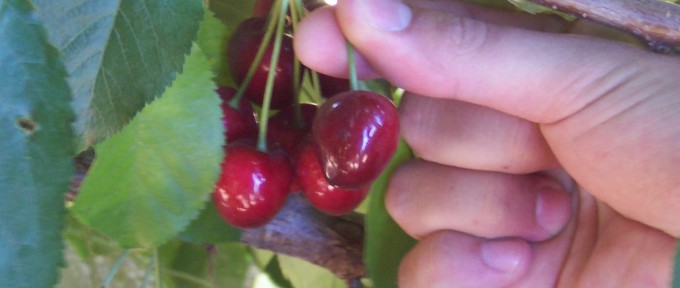 cherry-picking