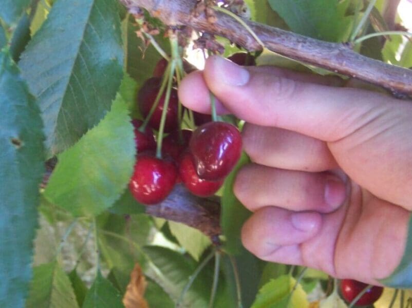 cherry-picking