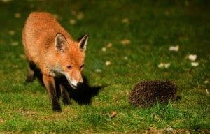 fox