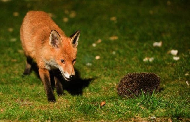 fox