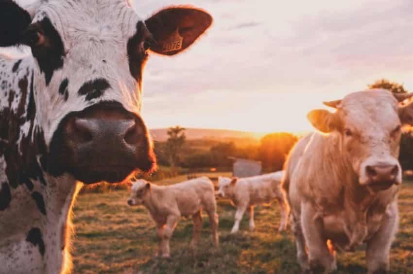 Dairy in Japan