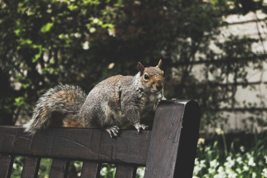 Squirrell