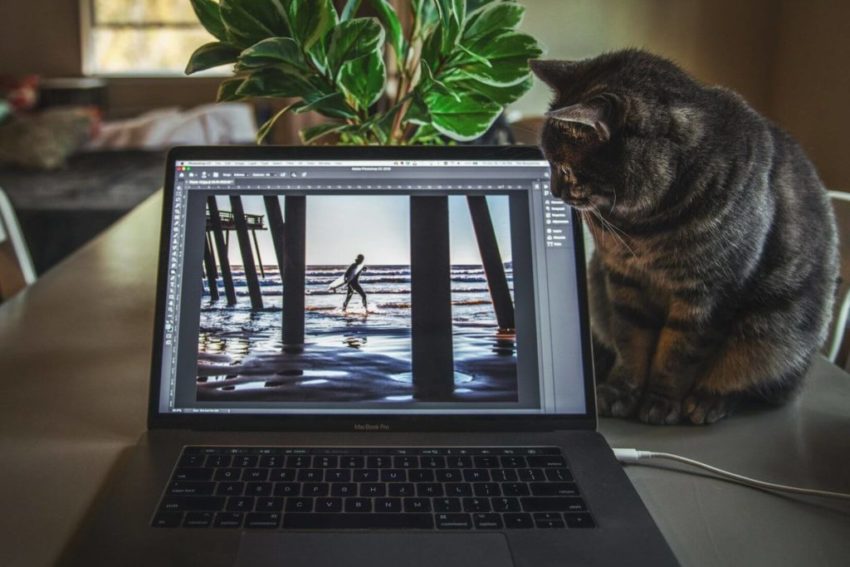 cat on laptop
