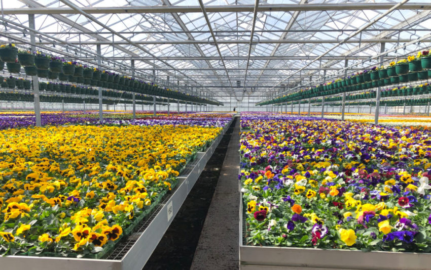 Garden Centres