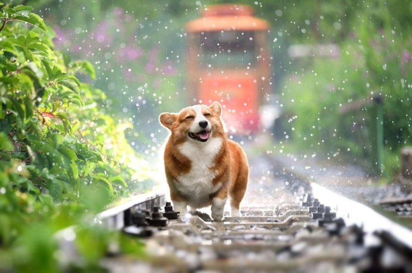 Dogs Exercise