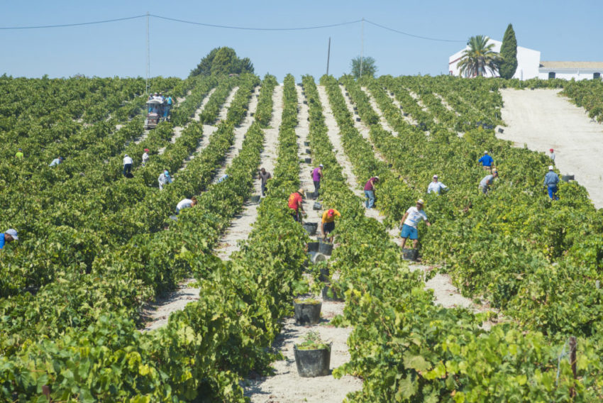Fruit Pickers
