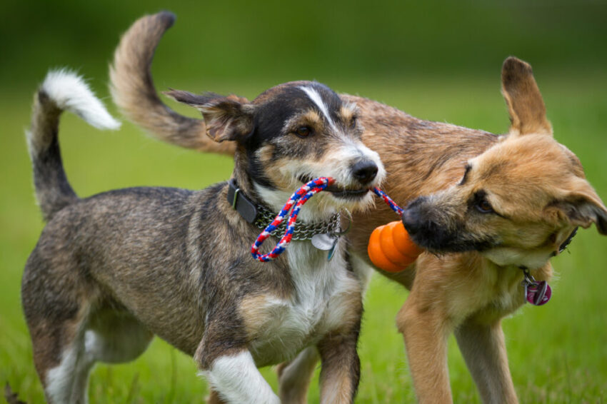 CBD for dogs