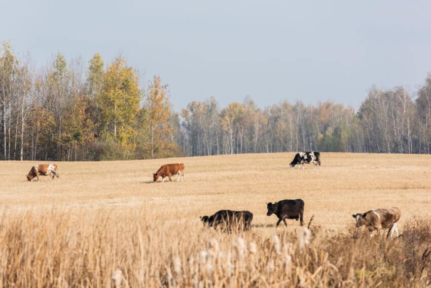 Farmland