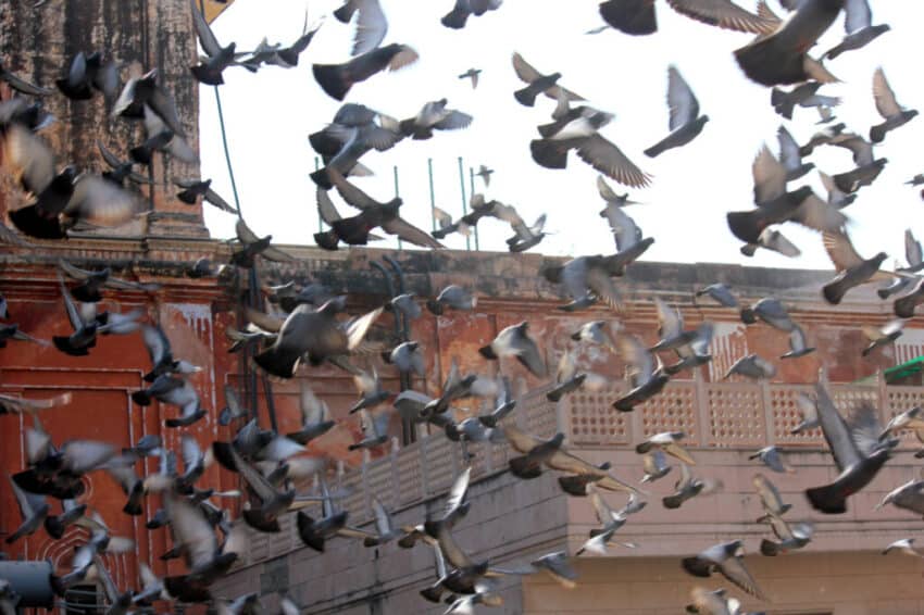 Birds on a building