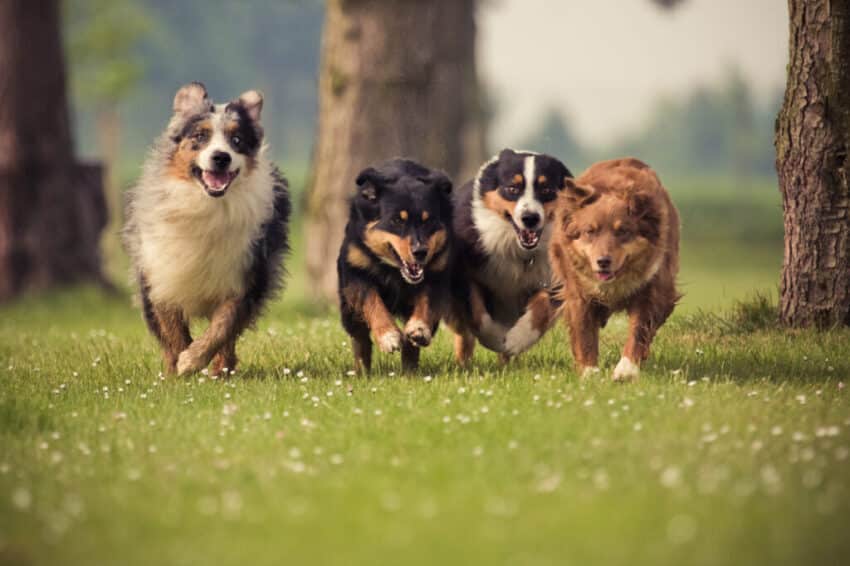 dogs