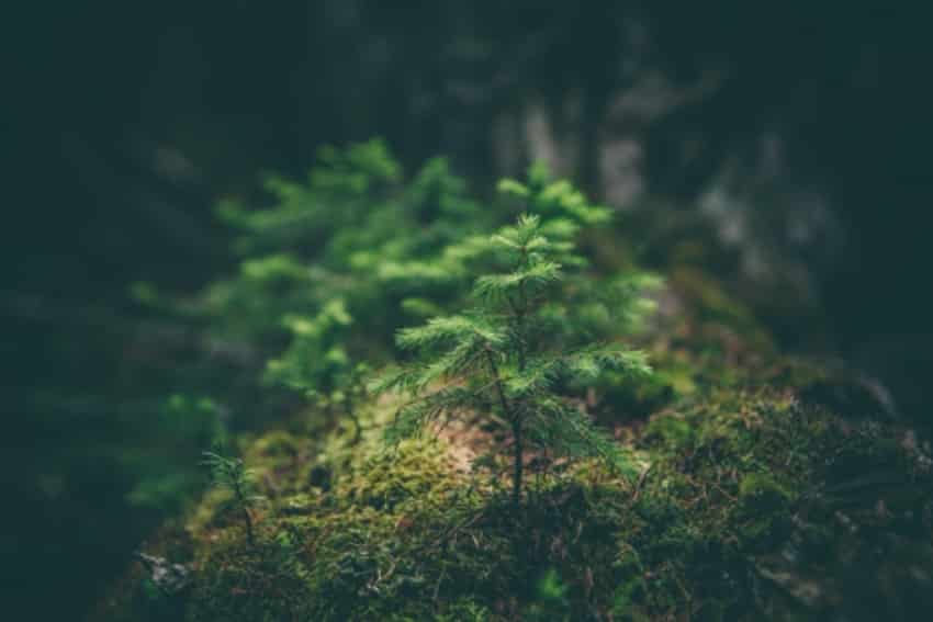 trees