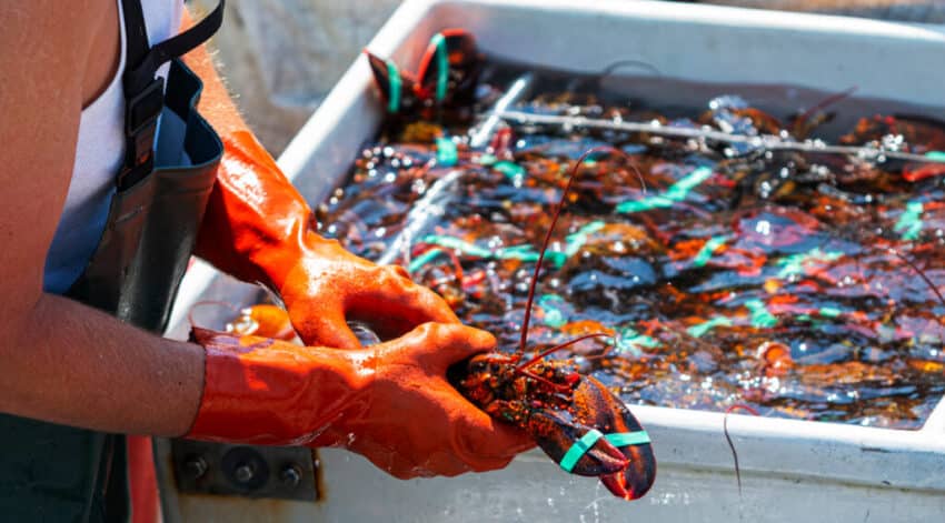 Lobster