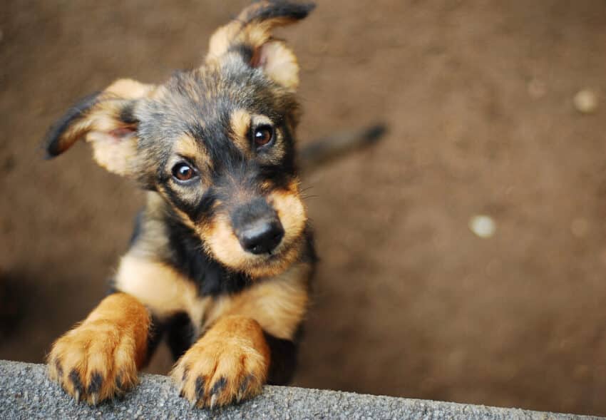Puppy