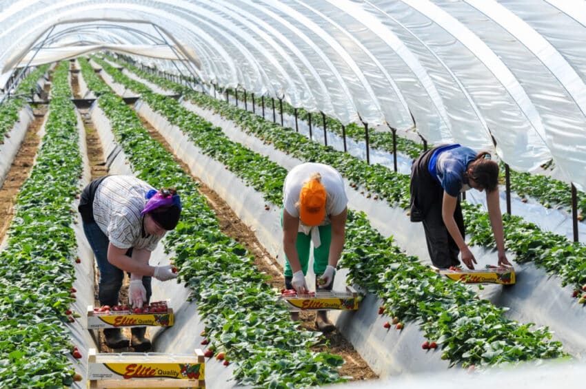 Fruit pickers