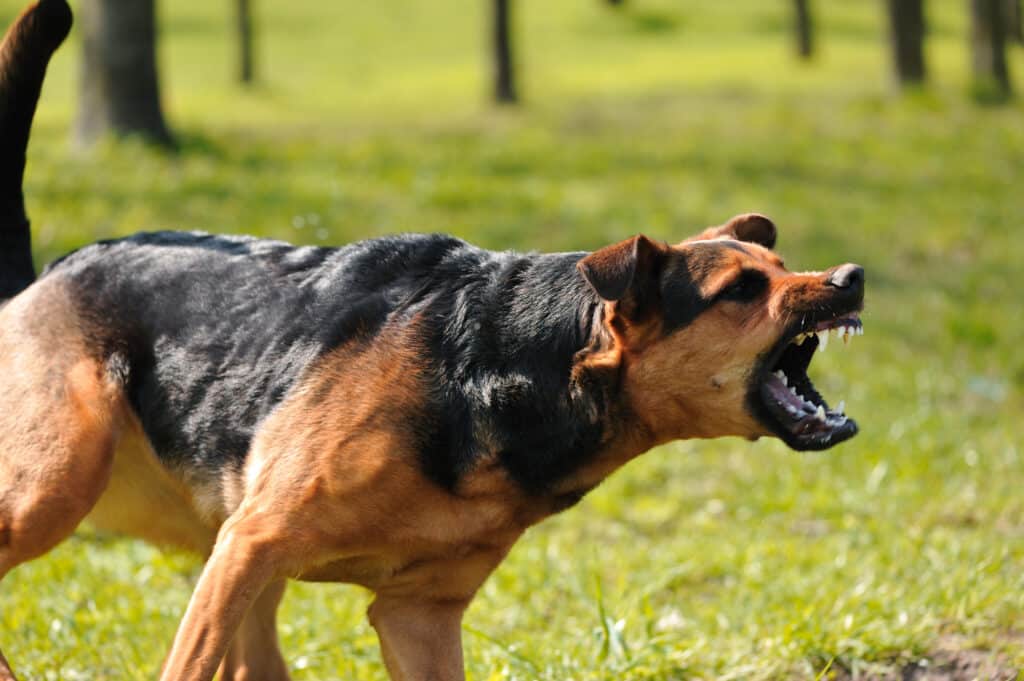 Angry,Dog,With,Bared,Teeth