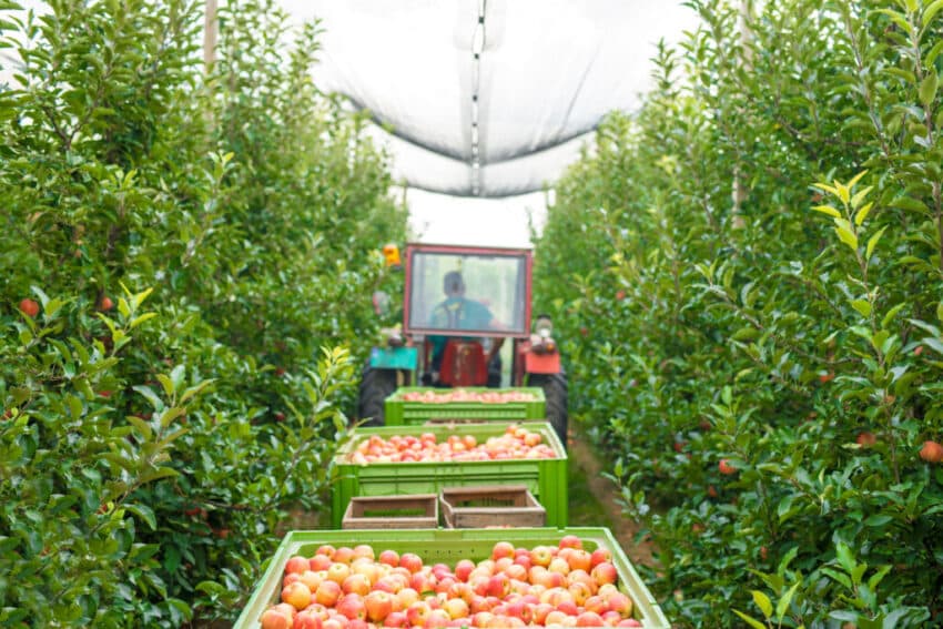 fruit pickers