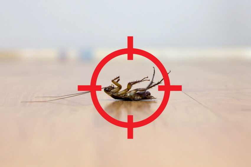 Gun,Target,To,Kill,Cockroach,,,Pest,Control,Concept