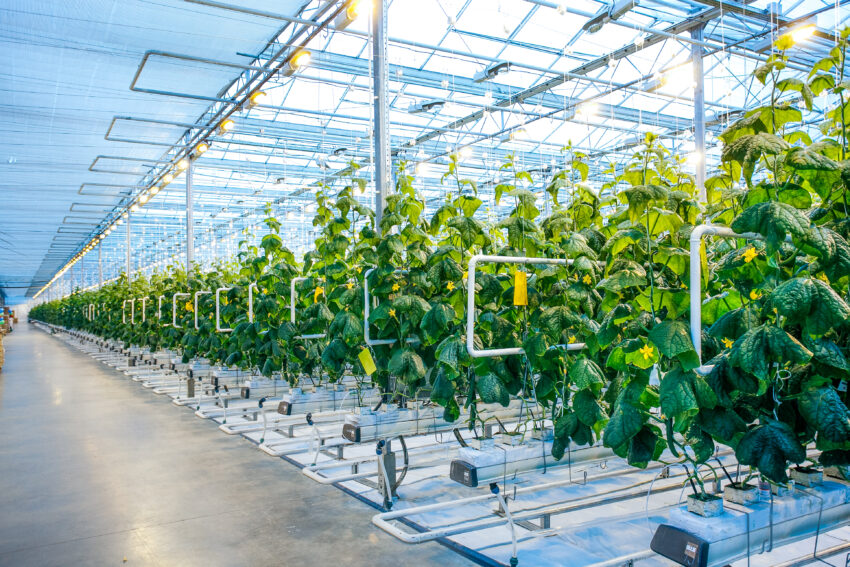 Green,Crop,In,Modern,Greenhouse