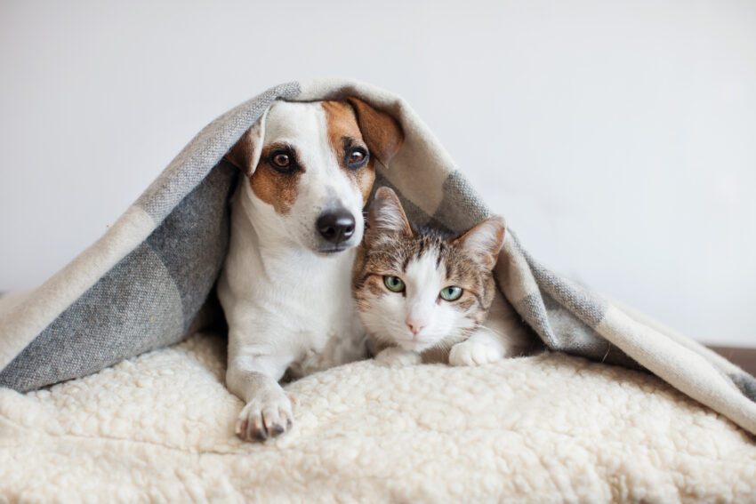Dog,And,Cat,Together.,Dog,Hugs,A,Cat,Under,The