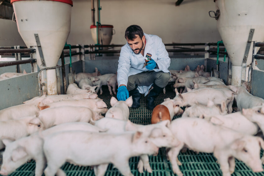 Tesco is to hand pig farmers £6.6m in additional support, taking the total to £10m, after warnings that a slew of producers could go out of business.