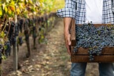 Sales of English wine see dizzying increase