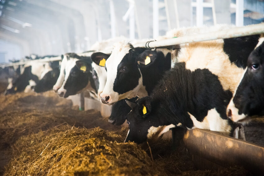 Dairy farmers are warning that a chronic shortage of workers is hitting milk production and further fuelling food price inflation, and are calling for urgent action to stop the situation getting worse.