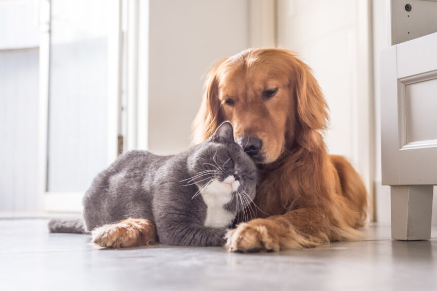 British,Cat,And,Golden,Retriever