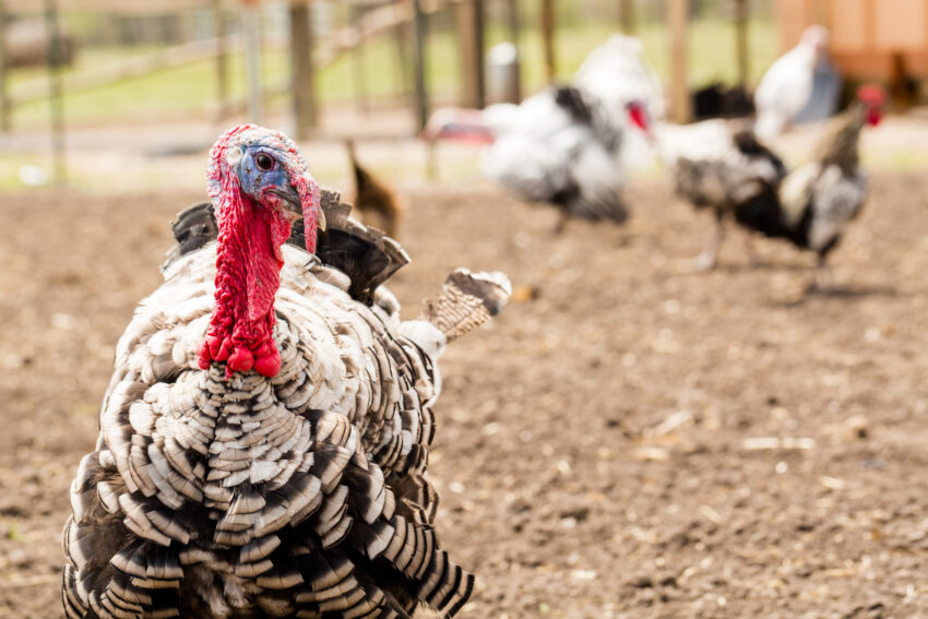 Fears over bird flu and the cost of living crisis could impact free-range turkey sales, farmers have warned, as growing numbers turn to supermarkets for frozen birds this Christmas.
