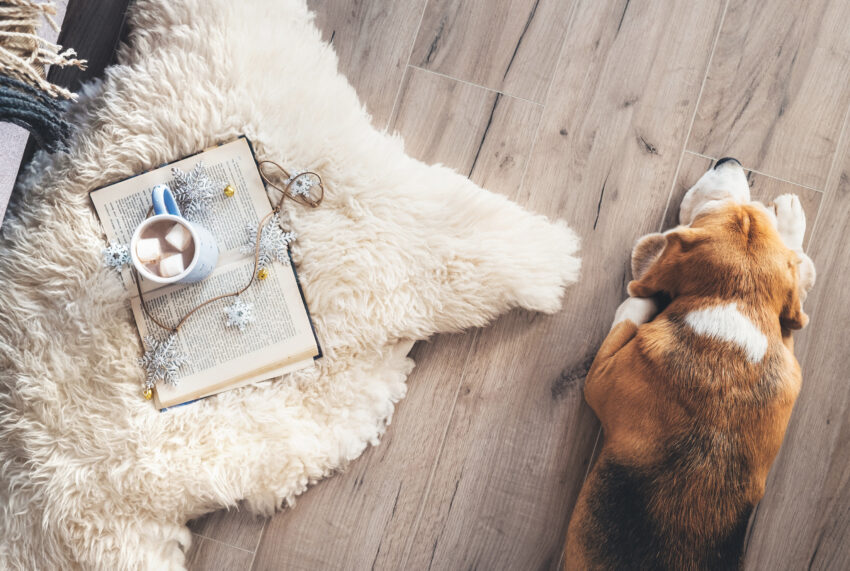 Beagle,Lies,On,The,Laminat,Floor,Near,The,Sheepskin,Carpet