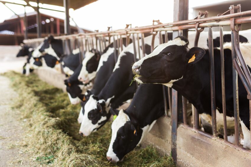 Over two-thirds of British farmers are not confident about the future of British food production, a new survey of livestock and arable farmers in the UK.