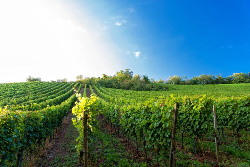 The recent rainfall in July may have been unwelcome to some, but it has come at the perfect time for wine producers in England.