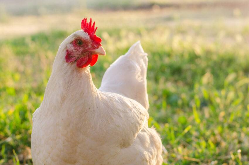 In the charming realm of backyard poultry-keeping, the concept of a "walk-in chicken coop" stands as a testament to the evolving nature of our relationship with our feathered friends.