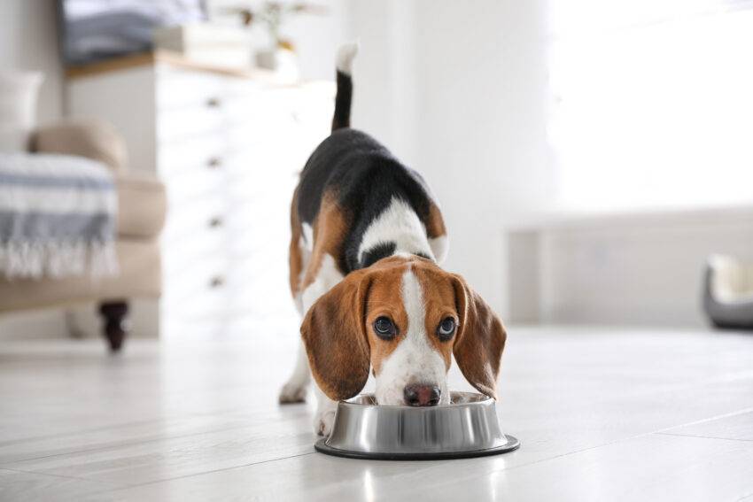 When you own a dog and want to keep him healthy and happy, the food you provide will have a huge impact. What many dog owners don’t realize is that you have to change their food at some point in their life.