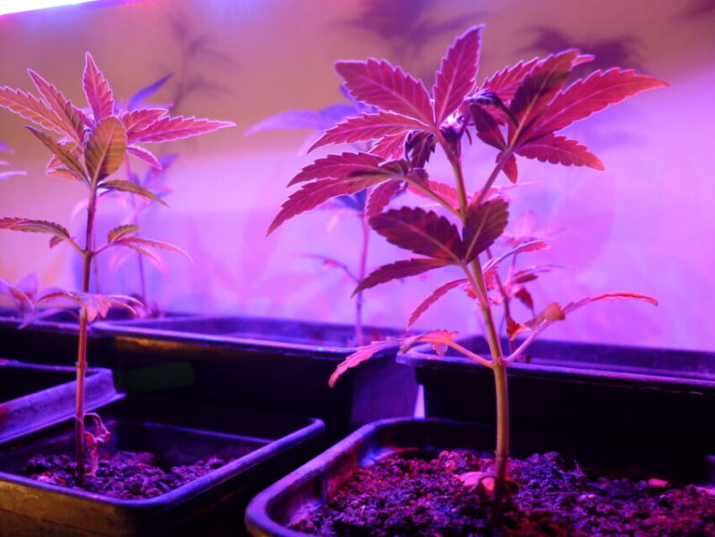 Learn useful tips for cultivating high-quality, potent plants for personal or medicinal use indoors or outdoors in this comprehensive guide.