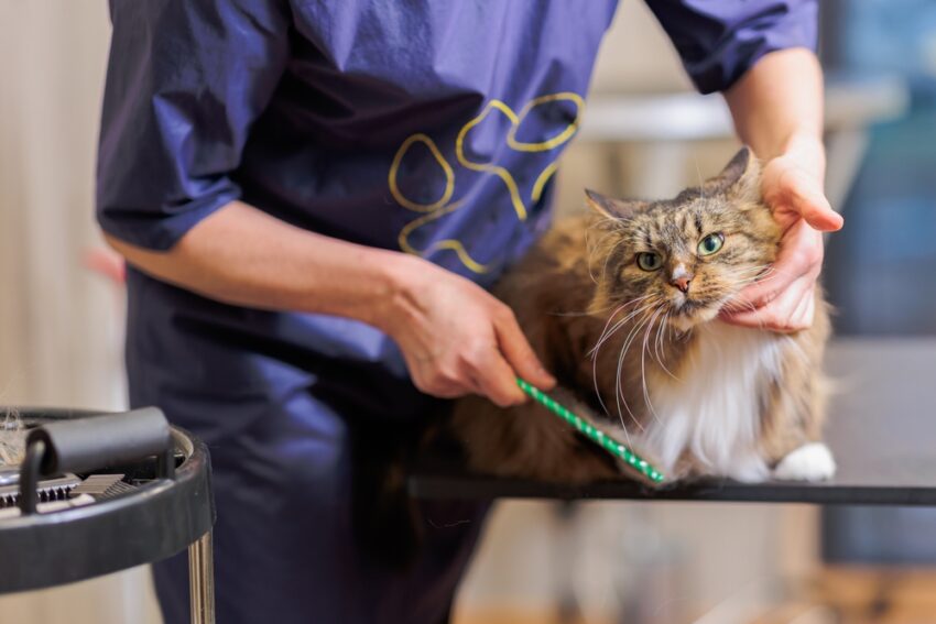 Cats are famously fastidious creatures, often spending hours meticulously grooming themselves. However, even the most dedicated feline can benefit from professional grooming.