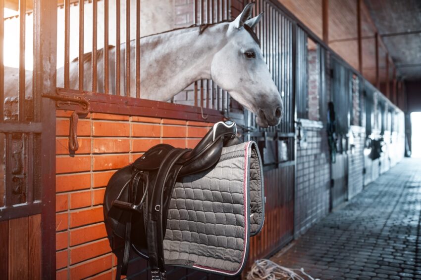 In the competitive world of equine supplements, Equell Nutrition Limited stands out for its commitment to quality, science, and putting horses and their owners first.