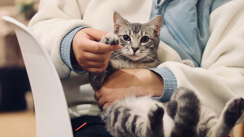 Karen Smolen is a seasoned veterinarian with over 30 years of experience, known for blending science, creativity, and compassionate care in her practice.