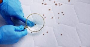 London’s business community is facing a new and costly challenge. A recent surge in bed bug infestations has created significant headaches for landlords, property managers and small business owners across the capital.